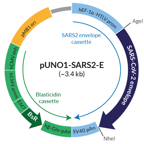 Schematic of pUNO1-SARS2-E expression vector