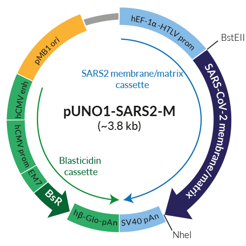 Schematic of pUNO1-SARS2-M expression vector