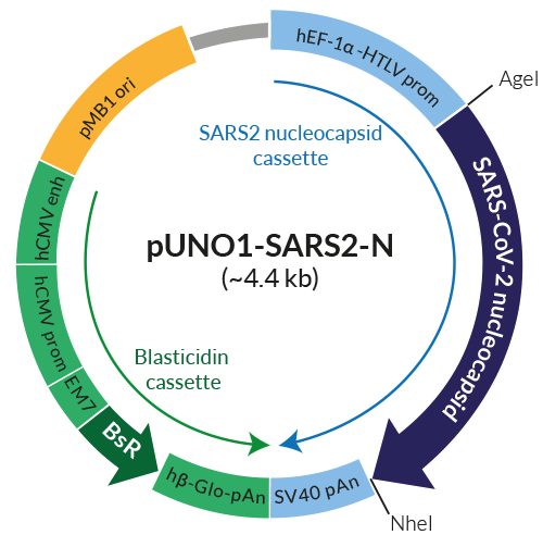 Schematic of pUNO1-SARS2-N expression vector