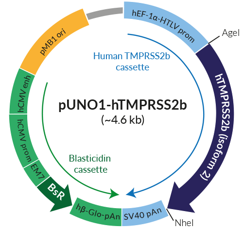 Schematic of pUNO1-hTMPRSS2b expression vector