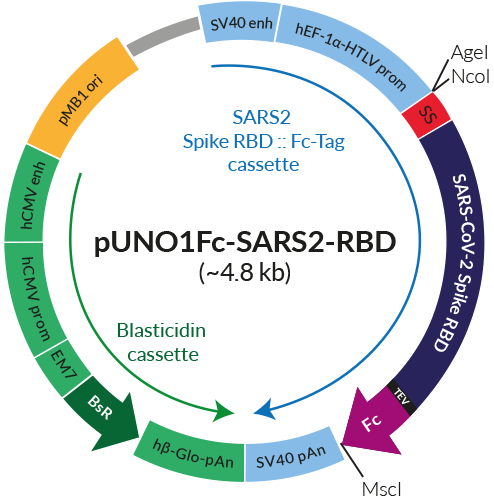 Schematic of pUNO1Fc-SARS2-RBD Fc-tagged production vector