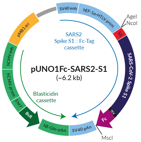 Schematic of pUNO1Fc-SARS2-S1 Fc-tagged production vector