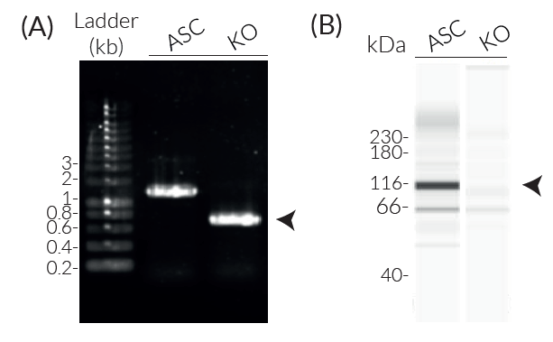 Validation of NLRC4 Knockout (KO)