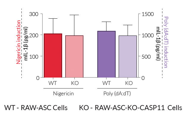 Secretion of mature IL-1β by RAW-ASC KO-CASP11 cells