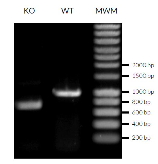 Validation of MDA-5 knockout by PCR