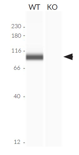 Validation of RIG-I knockout by Western blot (Wes™)