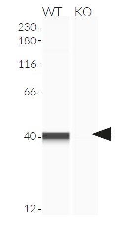 Validation of STING knockout by Western blot (Wes™)