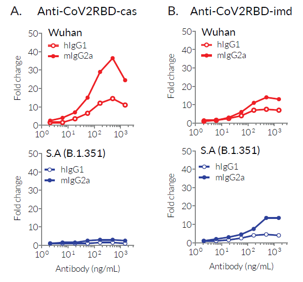 Binding of Anti-CoV2RBD-cas-hIgG1 and Anti-CoV2RBD-imd-hIgG1 to RBD variants