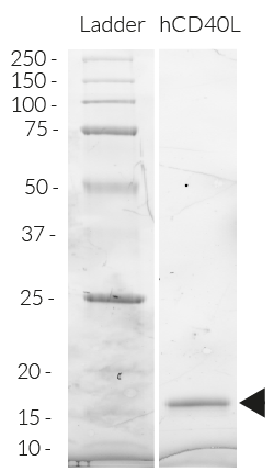 Detection by SDS-PAGE