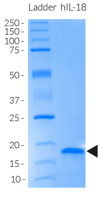 Recombinant Human IL-18/IL-1F4 Protein B001-5: R&D Systems