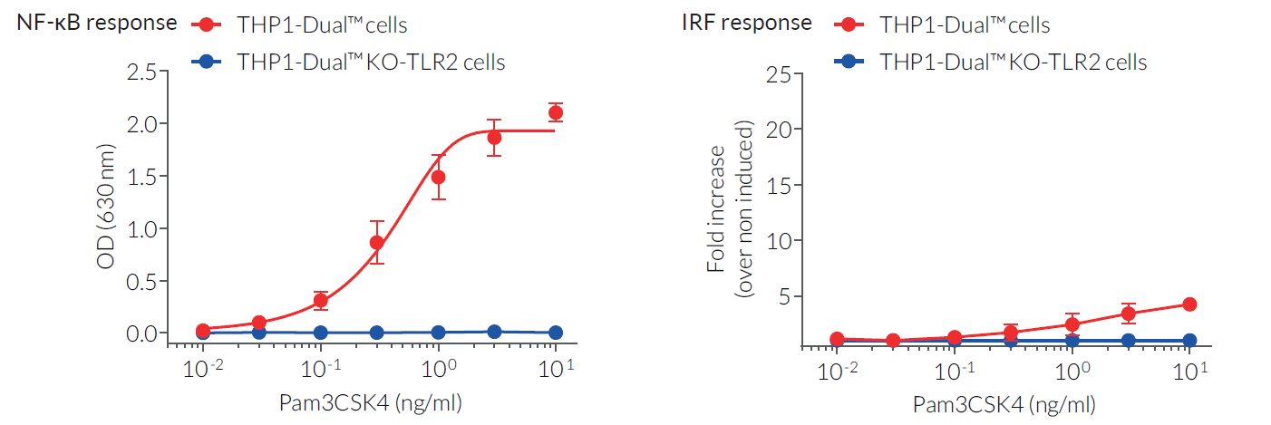 Specific TLR2-mediated NF-κB activation by Pam3CSK4. THP1-Dual™ and THP1-Dual™ KO-TLR2 cells were stimulated with increasing concentrations of Pam3CSK4. After overnight incubation, the NF-κB response was determined using QUANTI-Blue™ Solution, a SEAP detection reagent, and by reading the optical density (OD) at 630 nm. The IRF response was assessed by measuring the activity of Lucia luciferase in the supernatant using QUANTI-Luc™. Data for the Lucia luciferase readout are shown as a fold increase over non-induced cells. As expected, THP1-Dual™ KO TLR2 cells did not respond to Pam3CSK4. Of note, due to TLR2 not directly signaling through an IRF-dependent pathway, Pam3CSK4  did not induce a significant fold-increase in the IRF-inducible reporter Lucia luciferase in the THP1-Dual™ cells.