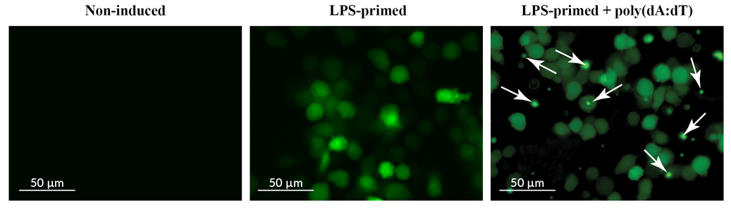 Visualization of ASC speck formation by fluorescence microscopy