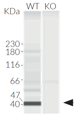 Validation of IRF3 knockout by Western blot (Wes™)