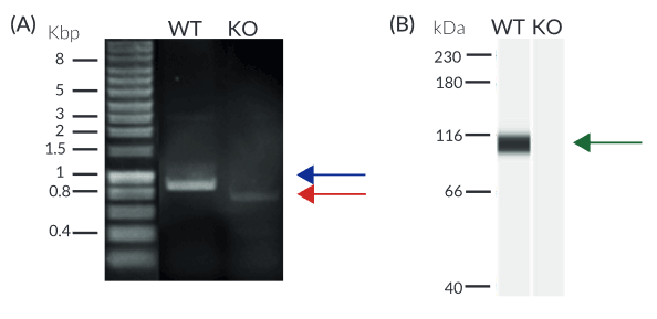 Validation of RIG-I knockout