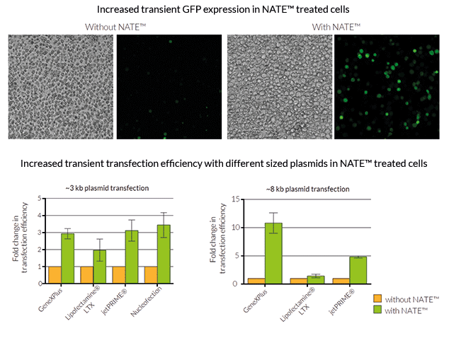 Greater transient transfection efficiency in NATE™ treated THP-1 cells