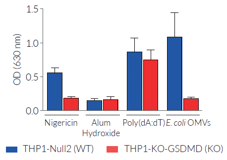 Mature IL-1β secretion by THP1-KO-GSDMD cells
