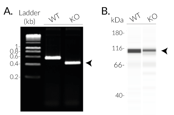 Validation of NLRC4 Knockout (KO)