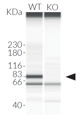 Validation of TBK1 knockout by Western blot (Wes™)