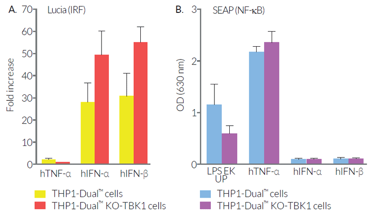 Cytokine or LPS-induced IRF and NF-κB responses in THP1-Dual-derived cells