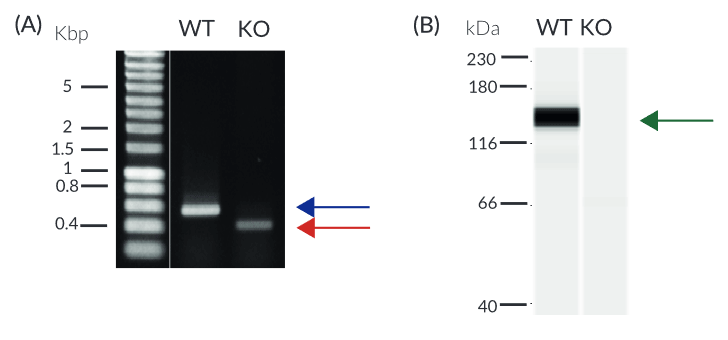 Validation of MDA5 knockout