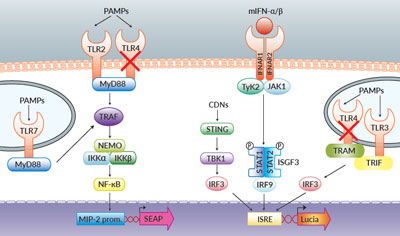 TLR and Type I IFN signaling in RAW-Dual™ KO-TLR4 Cells