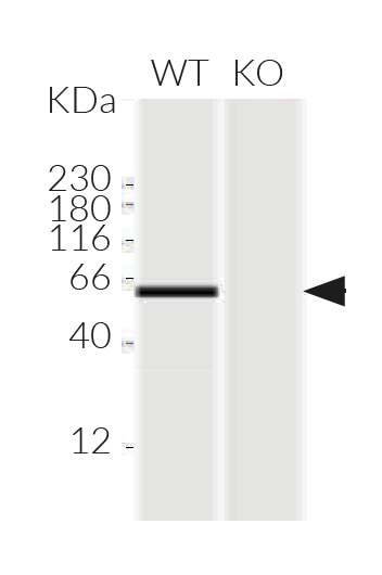 Validation of IRF5 knockout by Western blot (Wes™)