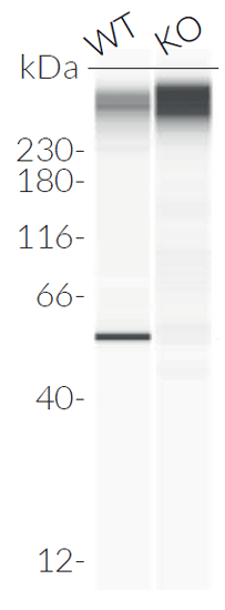 Validation of IRF1 knockout by Western blot