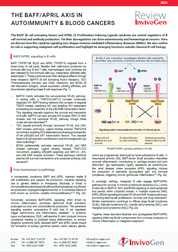 Review InvivoGen - The BAFF/APRIL axis in autoimmunity & blood cancers