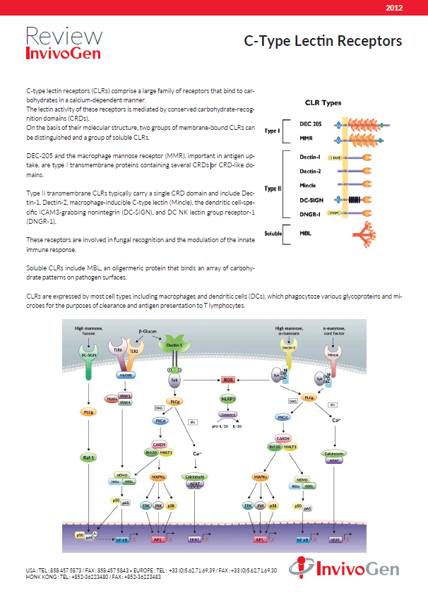 Review on C-Type Lectin Receptors