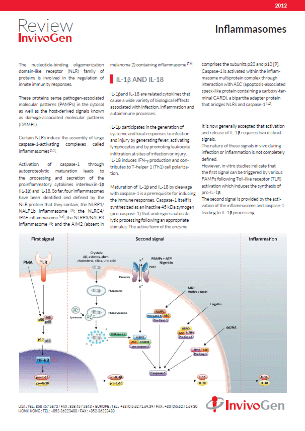 Review inflammasome