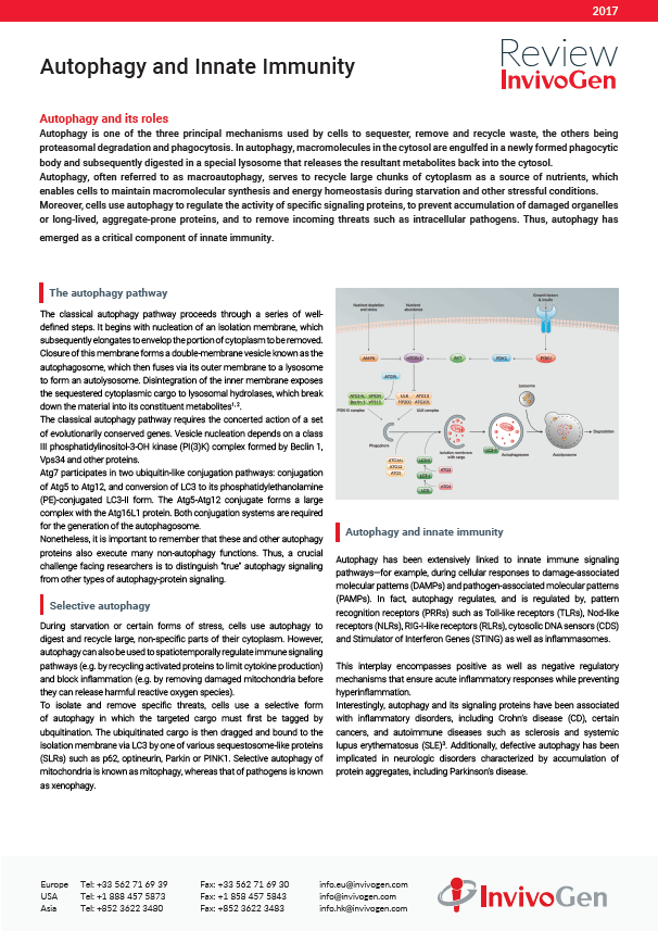 Review autophagy innate-immunity