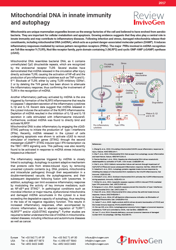 Review: Mitochondrial DNA in innate immunity and autophagy
