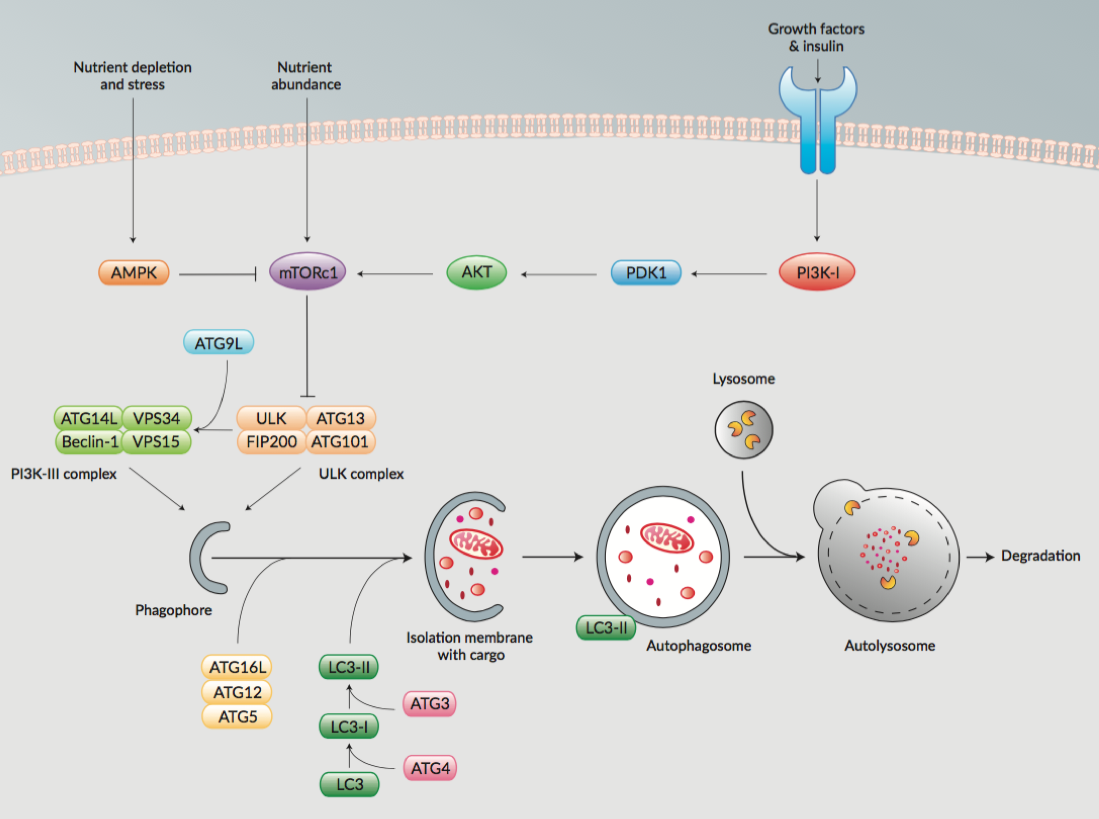 Autophagy Pathway Autophagy Pathway