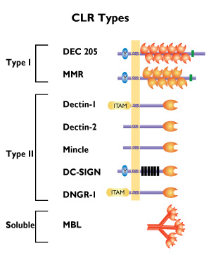C Type Lectin Receptors Review Invivogen
