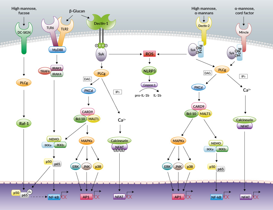 C-type Lectin Receptors pathway