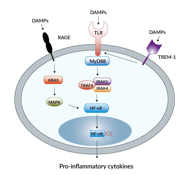 Pro-inflammatory cytokines pathway