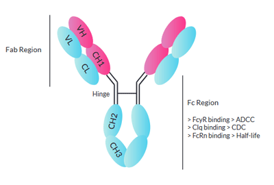 Antibody structure