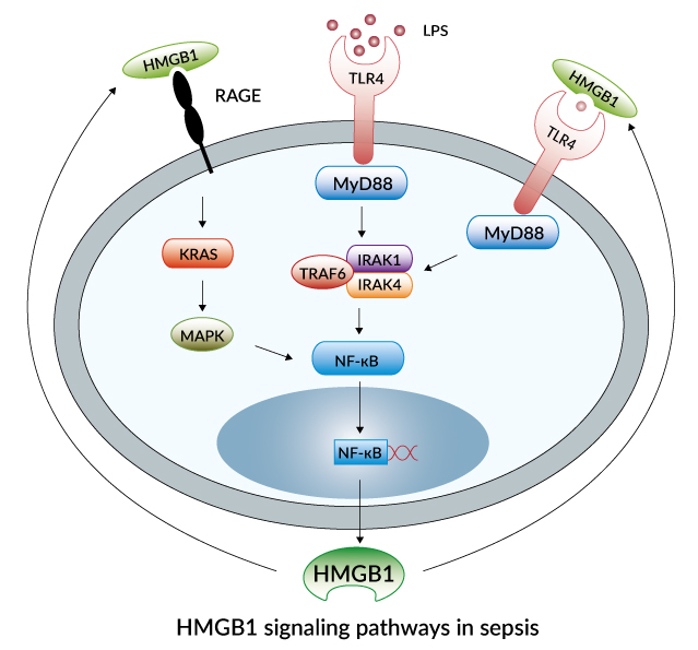 HMGB1 signaling pathway in sepsis