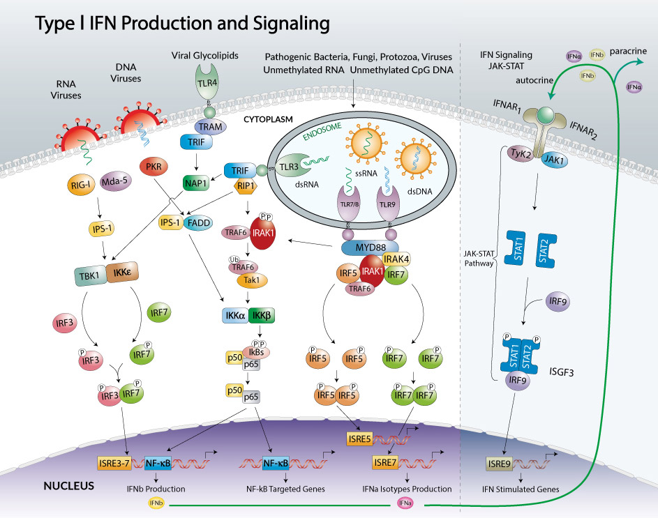 Type I IFN production and signaling pathway by InvivoGen