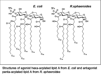 Structures of agonist hexa-acylated lipid A from E.coli and antagonist penta-acylated lipid A from R.sphaeroides