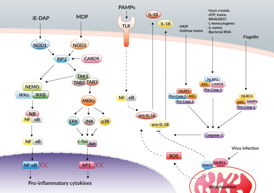 NLR pathway