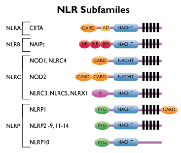NLR subfamilies