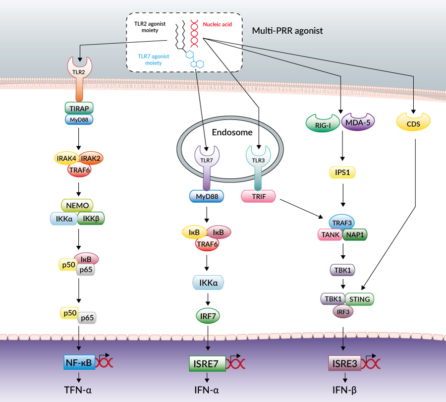 innate immune signaling pathways activated by PamadiFectin™ (CL553)