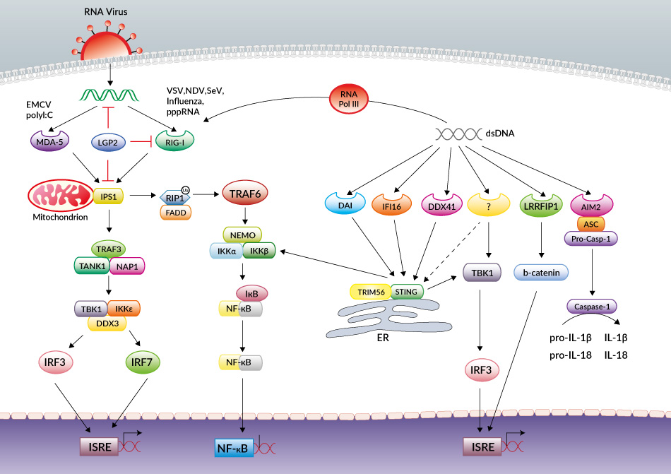 RIG-I-Like Receptors (RLR) & Cytosolic DNA Sensors (CDS) pathways