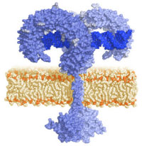 3D structure of dsRNA binding on a TLR