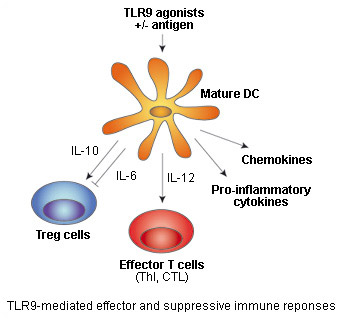 TLR9-mediated effector and suppressive immune response