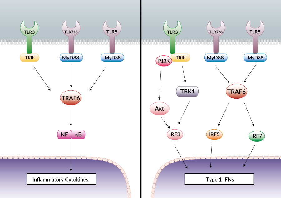 Toll-like receptors response pathway