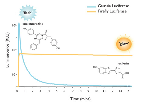 Bioluminescence signals produced by coelenterazine- and luciferin-utilizing luciferases