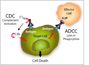 CDC and ADCC pathways