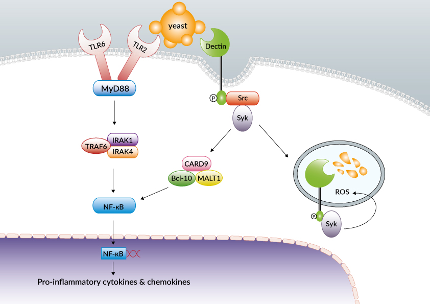 Pro-inflammatory cytokines and chemokines
